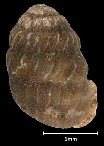 Media type: image;   Malacology 45239 Aspect: dorsal